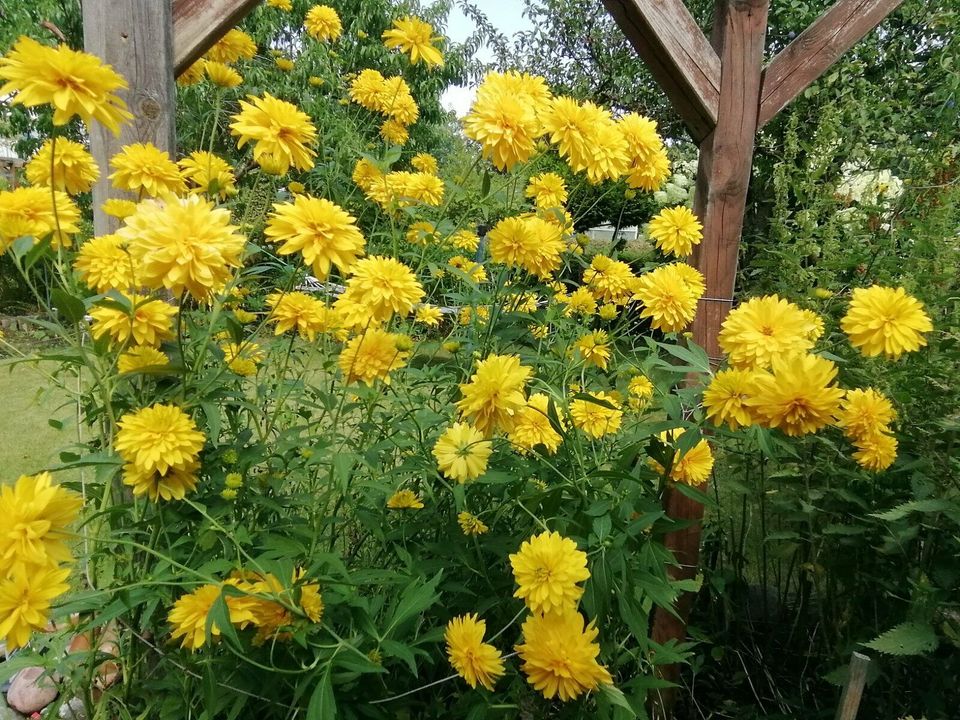 Gartenarbeiten, Gartenpflege, Gartengestaltung in Hamburg