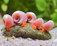kleine rosa Schnecken Posthornschnecke fürs Aquarium Bayern - Ruderting Vorschau