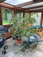 Schöner gesunder Ficus zu verkaufen, Zimmerpflanze Niedersachsen - Bockhorn Vorschau