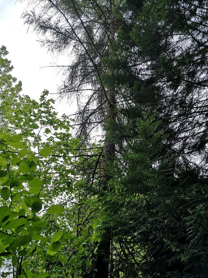 Stammholz Bauholz oder Brennholz Buche Kirsche Erle Lärche Ahorn in Deizisau 