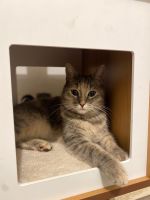 Weibliche Katze sucht ein neues Zuhause Baden-Württemberg - Leimen Vorschau