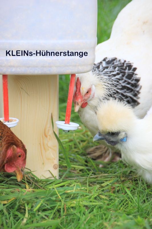 Pickspielzeug für Hühner Hühnerbeschäftigung Futterspielzeug in Göcklingen
