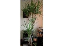 Kanarischer Drachenbaum (Dracaena draco) Nordrhein-Westfalen - Kaarst Vorschau