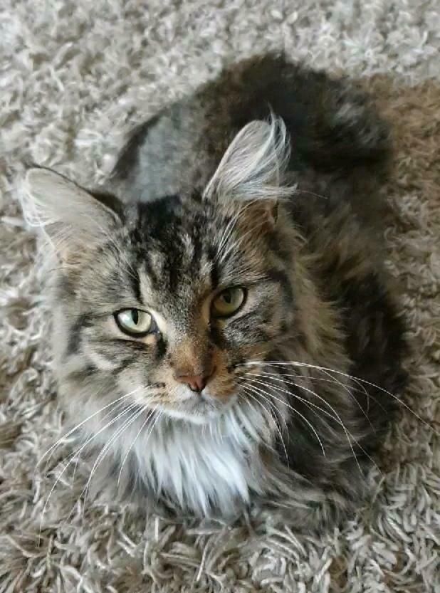 Vermisst FINDERLOHN Maine Coon BKH Mix Coccolina in Berlin