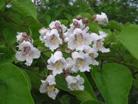 Exotische Trompetenbaum-Samen (Catalpa bignonioides) Sachsen-Anhalt - Quellendorf Vorschau