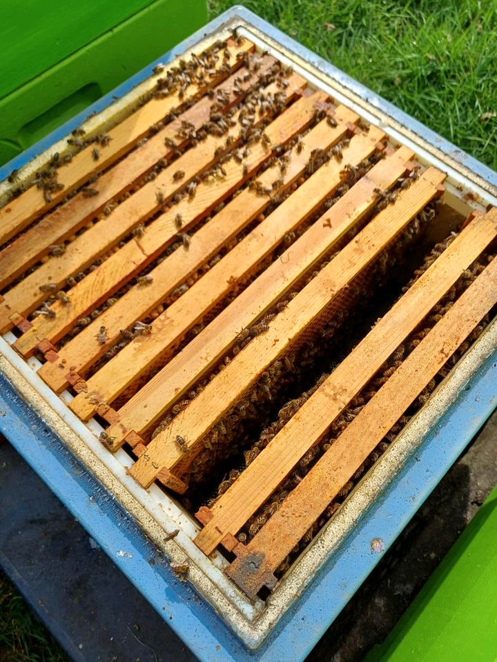 Bienenvölker zu verkaufen in Gummersbach