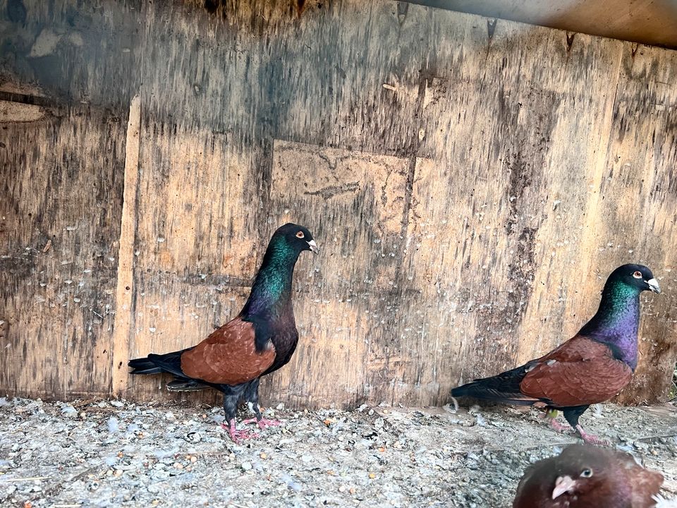 Tauben arabisch zum verkaufen in Mundelsheim