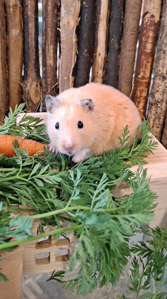 Goldhamster     Hamsterladen Steinmann Plettenberg in Plettenberg