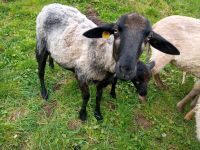 2jährige graue sehr zahme Aue. Bergschaf Mix mit Merinolandschaf Niedersachsen - Friedland Vorschau