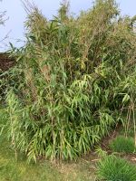 Bambus zum selber ausgraben Osnabrück - Hasbergen Vorschau