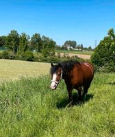 Pony sucht Reitkind Nordrhein-Westfalen - Herzogenrath Vorschau