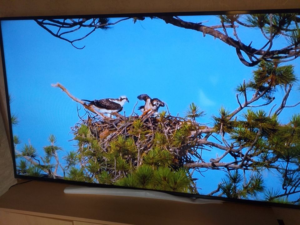 Samsung Smart TV 60 Zoll in Kaisersesch