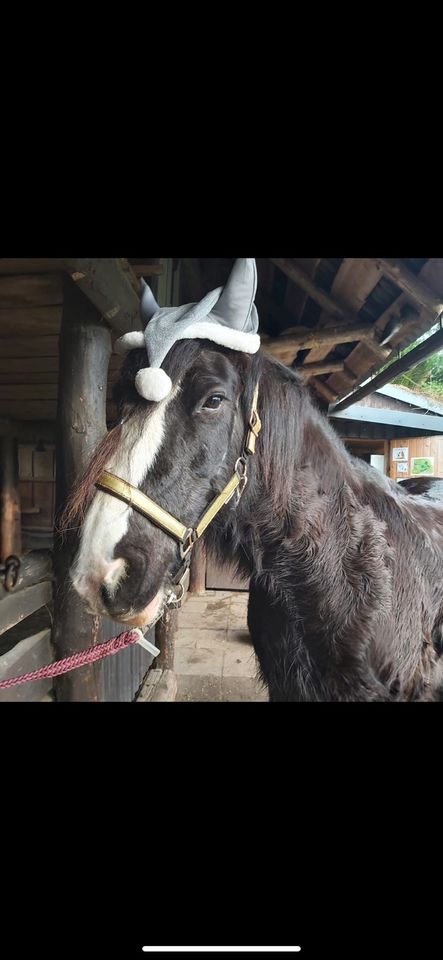 Ausritt, Reiten, Ponyreiten, Geführte Ausritte in Hamburg