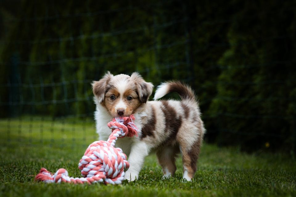 Mini Aussie, Mini Shepherd, Aussie in Welfesholz