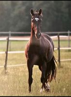 Pflegebeteiligung Pferd sucht Reiter Baden-Württemberg - Schömberg b. Württ Vorschau