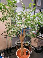 Ficus Benjamini, kleinblättriger Gummibaum, Birkenfeige 2 m hoch Parchim - Landkreis - Leezen MV Vorschau