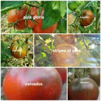 Tomatenpflanzen , verschiedene Sorten Sachsen-Anhalt - Haldensleben Vorschau