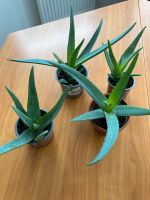 Aloe-Pflanze pro Stück 3€ Sachsen - Plauen Vorschau