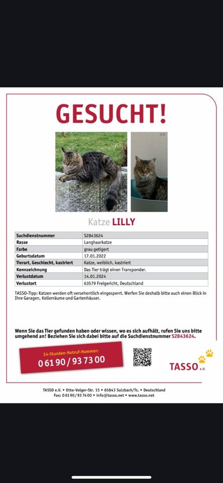 Katze Lilly seit 14.1.24  in Freigericht Altenmittlau vermisst in Freigericht