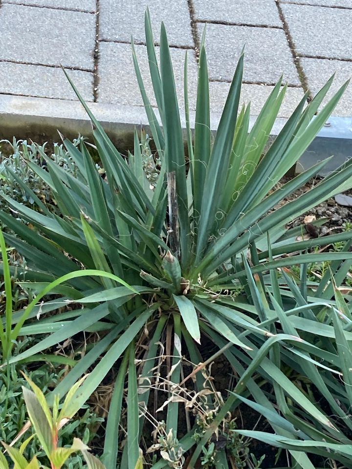 Garten Yucca Palme Palmlilie in Schwäbisch Gmünd