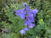 Samen Hohe Glockenblumen Campanula zu verschenken Baden-Württemberg - Pfullingen Vorschau