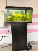 Aquarium 60L mit Unterschrank Nordrhein-Westfalen - Lippstadt Vorschau