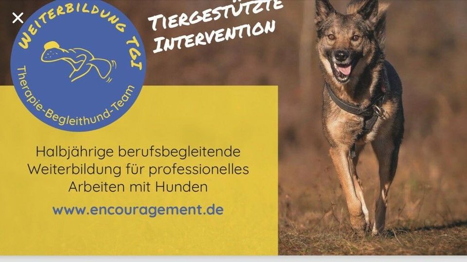 Hundeschule Therapie-Begleittier-Team in Augsburg