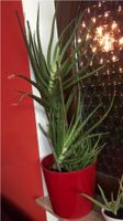 Sehr große und dicke Aloe Vera Heilpflanze pflegeleicht immergrün Baden-Württemberg - Schömberg Vorschau