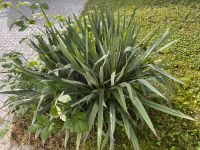 Pflanze zu verschenken Baden-Württemberg - Inzlingen Vorschau
