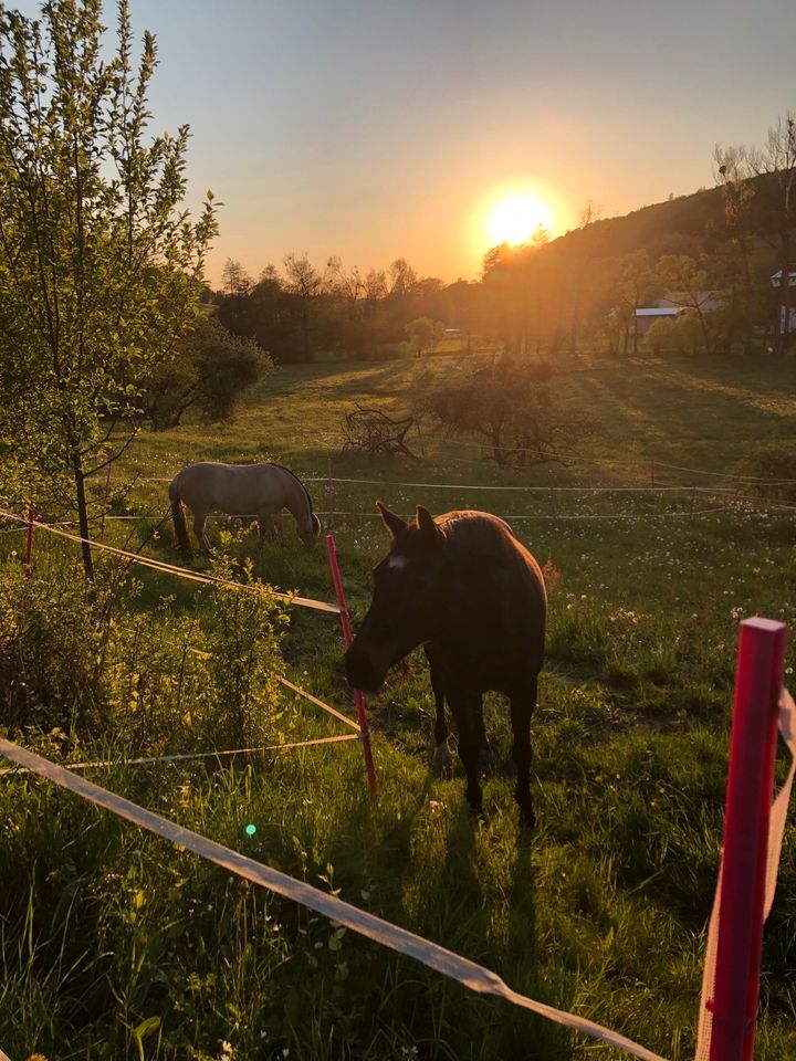 Zuverlässige Urlaubsbetreuung Pferd in Nüsttal