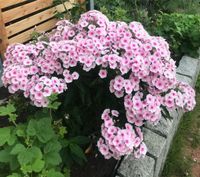 Phlox Ableger Schwentinental - Klausdorf Vorschau