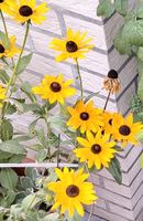 Sonnenhut, Echinacea. große gelbe Blüten mehrjährig Nordrhein-Westfalen - Lage Vorschau