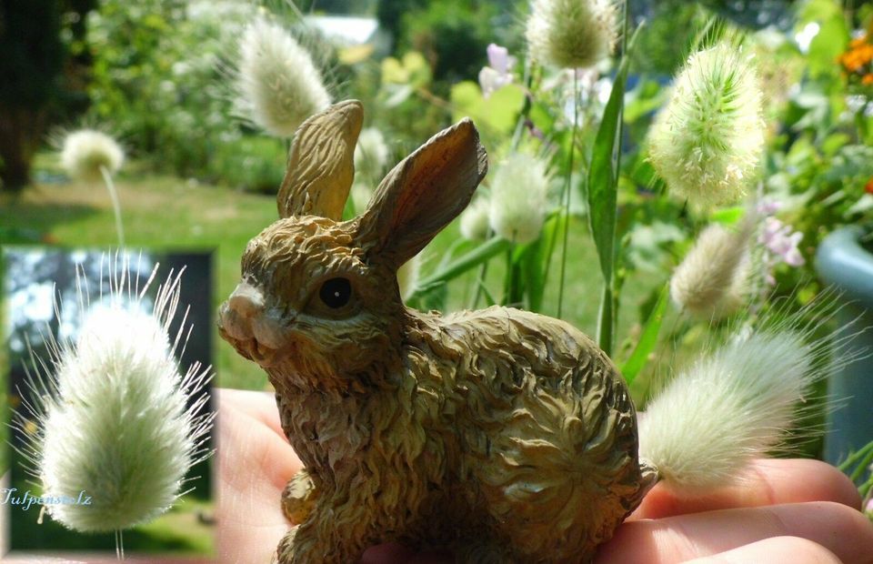 ♥ Hasenschwanz Gras Bunny Tails,Samen Ziergräser,Kinder Garten in Hamburg