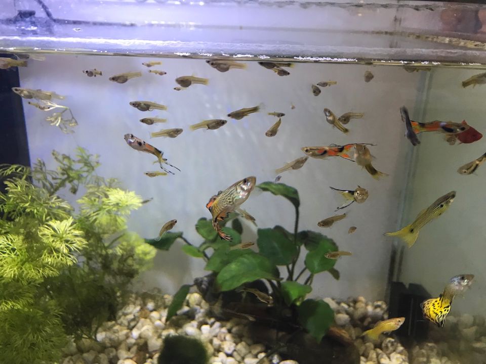 Guppies , Zierfische in Besigheim