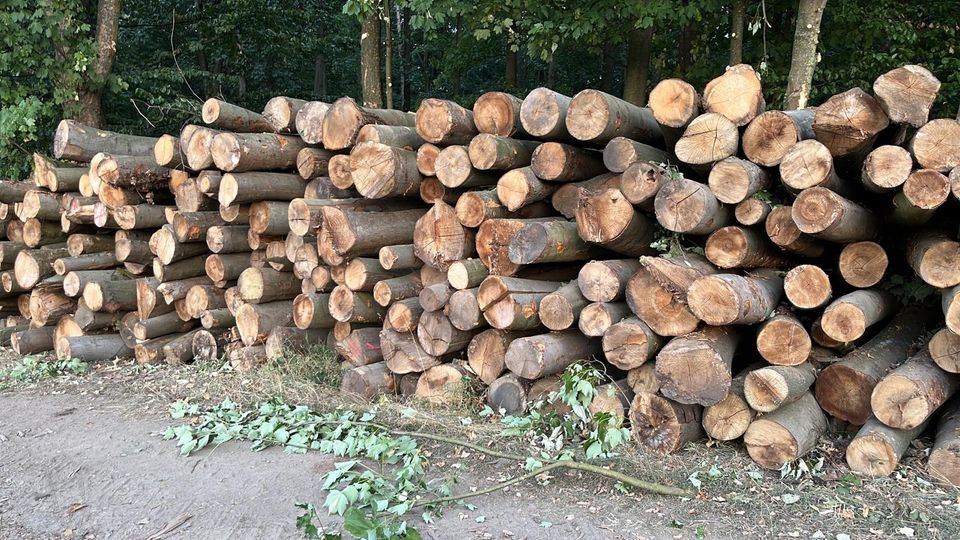 Kaminholz Mischholz Buche Esche Eiche in Werl