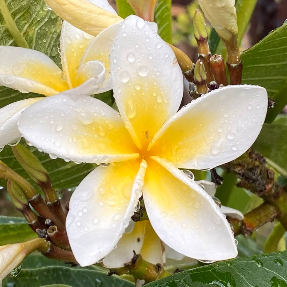 Frangipani Plumeria Tempelbaum Blüte Porzellan gelb/weiss in Lüneburg