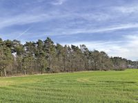 AUKTION: 0,3 ha Waldfläche Sachsen - Dommitzsch Vorschau