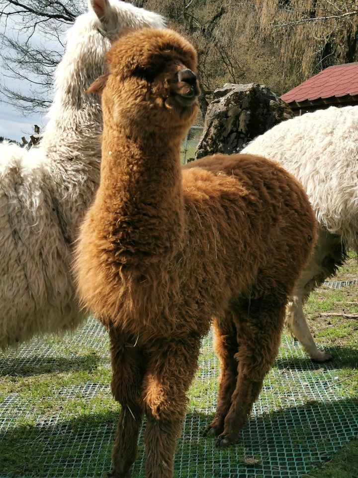 Alpaka Hengst in Scheidegg