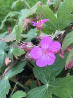 Storchschnabel pink niedrig Bauerngarten Staude Insekten Brandenburg - Teltow Vorschau