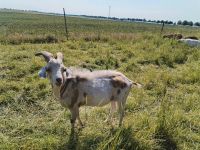 Ziegenbock gern auch Tausch Sachsen-Anhalt - Veltensmühle Vorschau