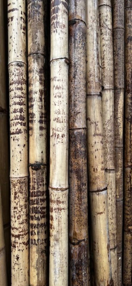 Bambusrohre Tiger 10 X 1,00 Meter ( Durchmesser 5-6 cm )Bambus in Wehr