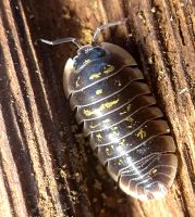 Armadillidium ponalense Assel Shop Asseln kaufen isopod cubaris Baden-Württemberg - Tübingen Vorschau