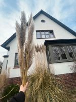 Pampas Gras Halme lang groß Kiel - Ravensberg-Brunswik-Düsternbrook Vorschau