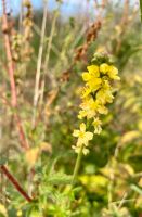 Odermennig Samen Bioqualität Heilkräuter Bienenweide Tee Bayern - Donauwörth Vorschau