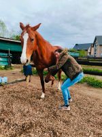 Pferdetherapie, Emmett, Blockaden, Verspannungen lösen uvm. Nordrhein-Westfalen - Grevenbroich Vorschau