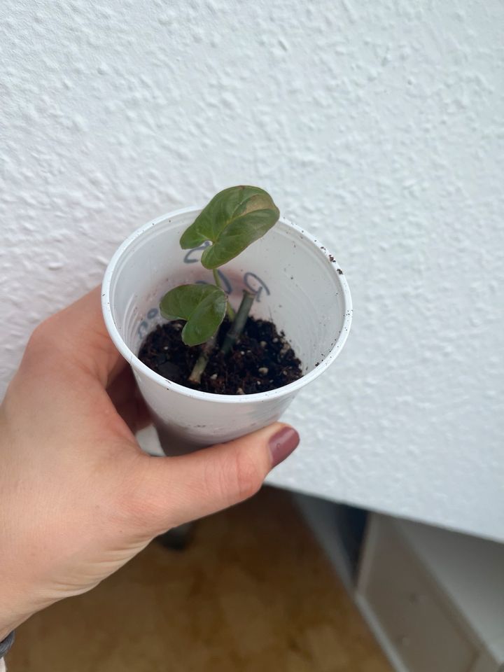 Stecklinge Syngonium Red Spot in Illingen