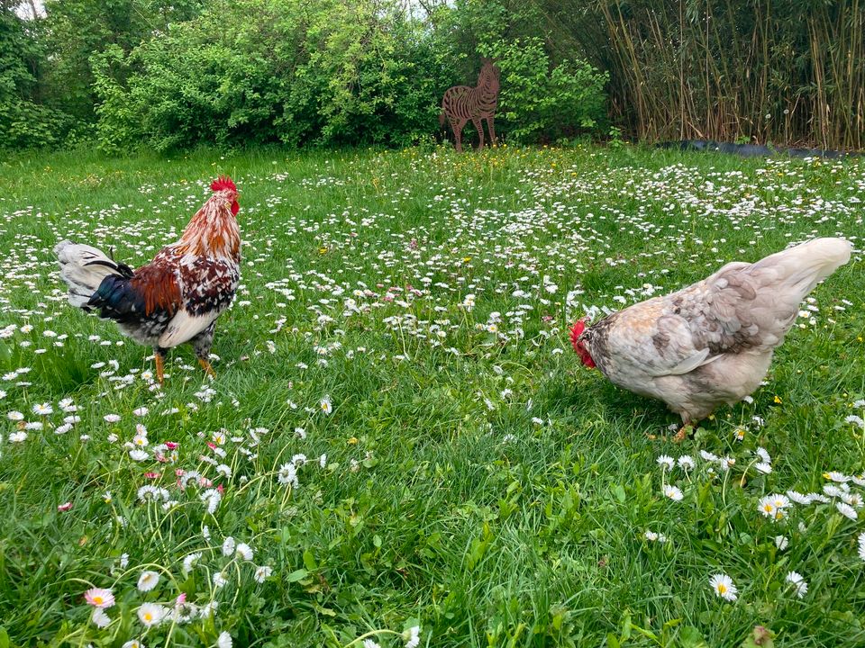 Schwedisches Blumenhuhn Eier in Haßloch