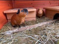 Meerschweinchen Duo Niedersachsen - Lüneburg Vorschau