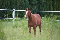 American Quarter Horse, Jährling, Stute, Reining Hessen - Twistetal Vorschau