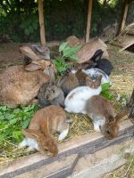 junge Kaninchen Güstrow - Landkreis - Güstrow Vorschau